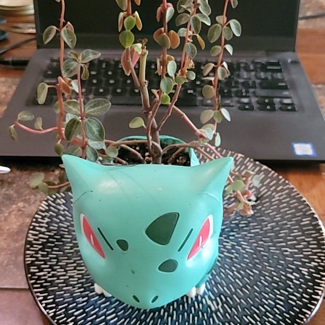 Photo of the plant species peperomia verticilata by @Tikiboo named Bulbasaur on Greg, the plant care app