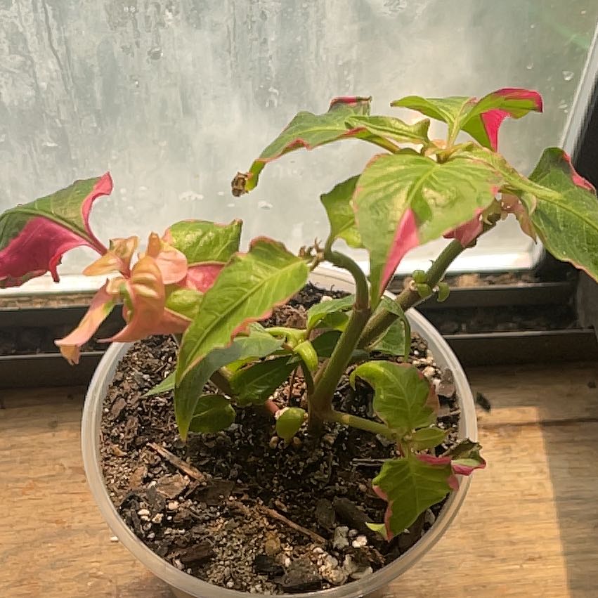 Photo of the plant species Party Time by @HunkyDevilsclub named Athena on Greg, the plant care app