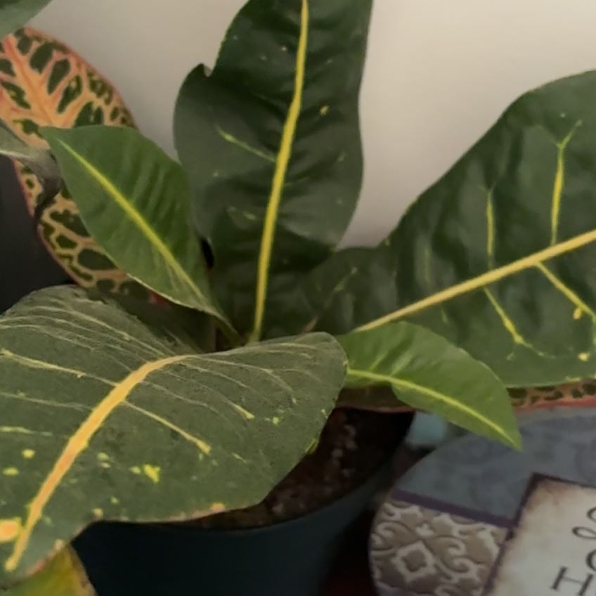 Photo of the plant species Croton petraeus by @PlantCowgirl named Captain Plant-it on Greg, the plant care app
