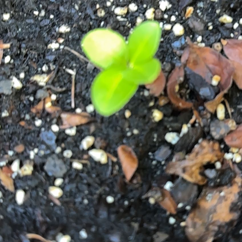 Photo of the plant species Coco Plum by @FavoriteMahoe named Einstein on Greg, the plant care app