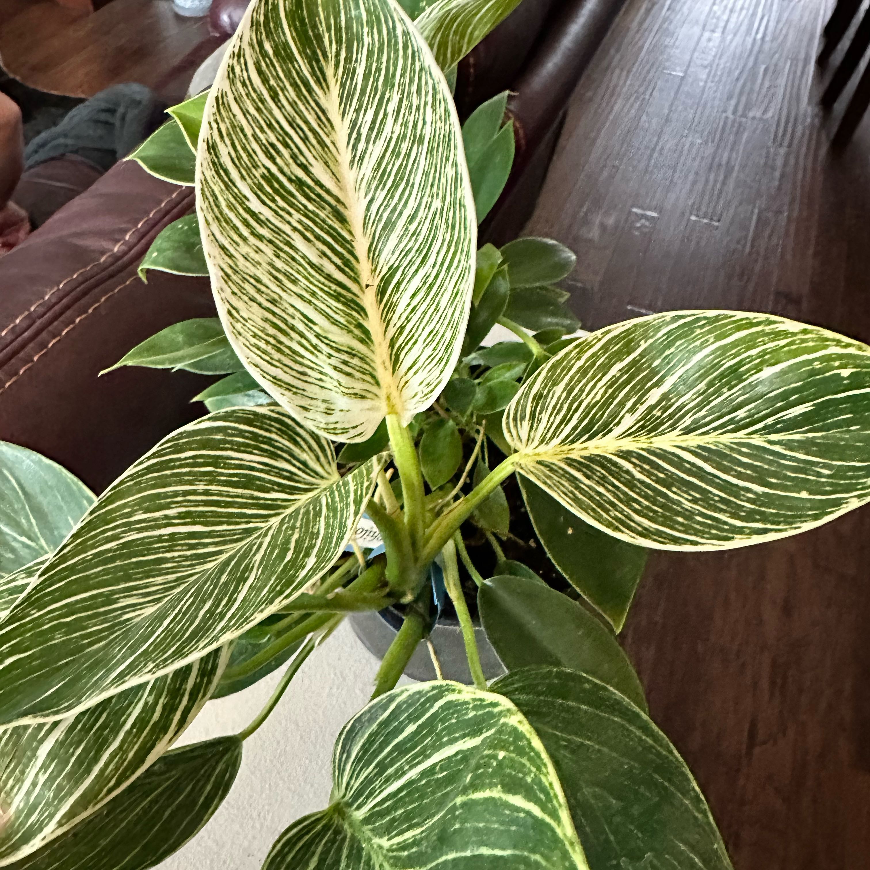 Photo of the plant species Philodendron 'White Measure' by @LordClubcoral named McKinley on Greg, the plant care app