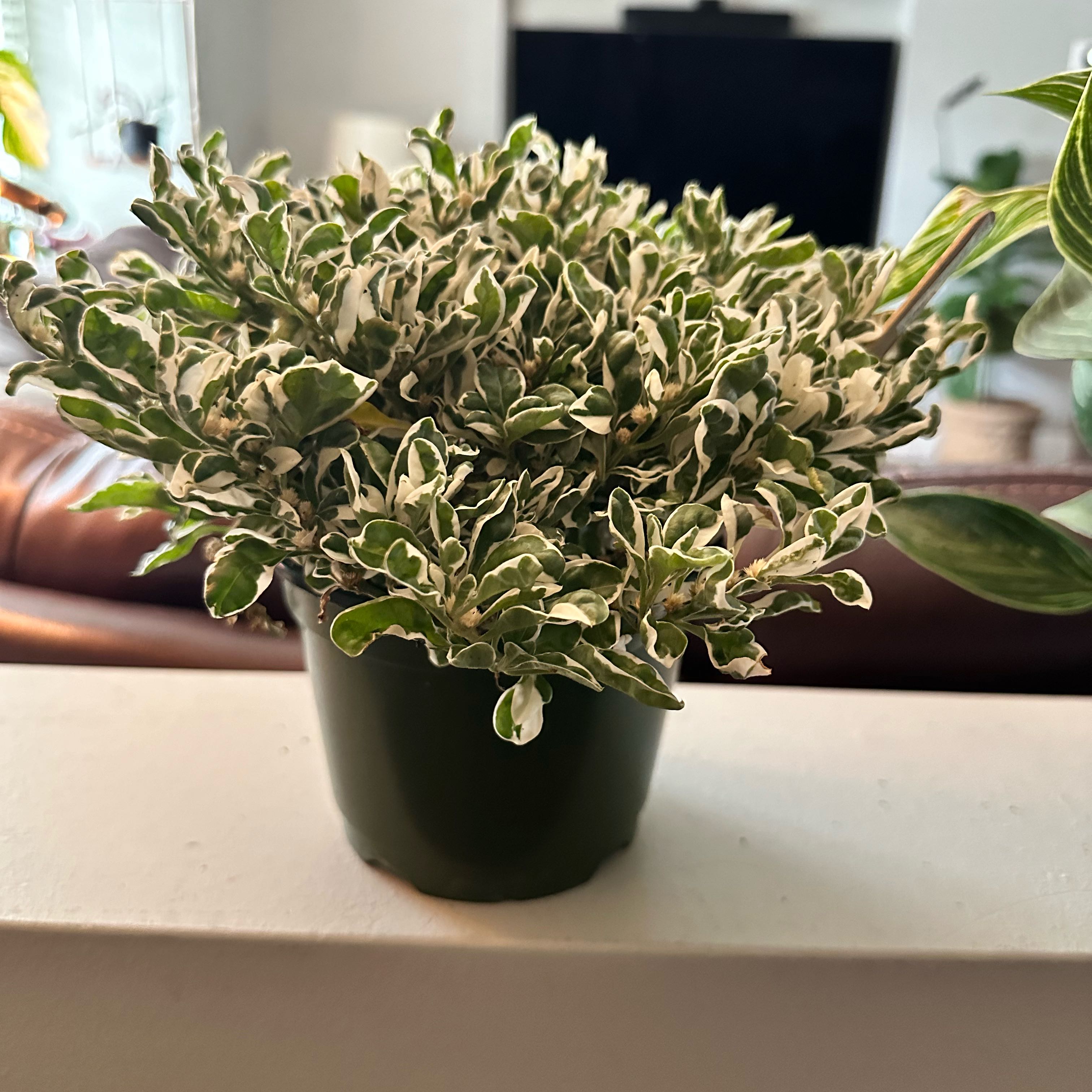 Photo of the plant species Waffle Plant 'Snow Queen' by @LordClubcoral named Robert Plant on Greg, the plant care app