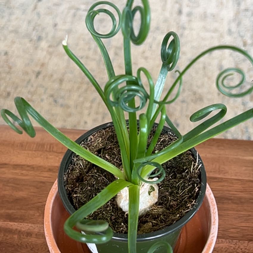 Frizzle Sizzle plant with curly leaves in a pot, soil visible.
