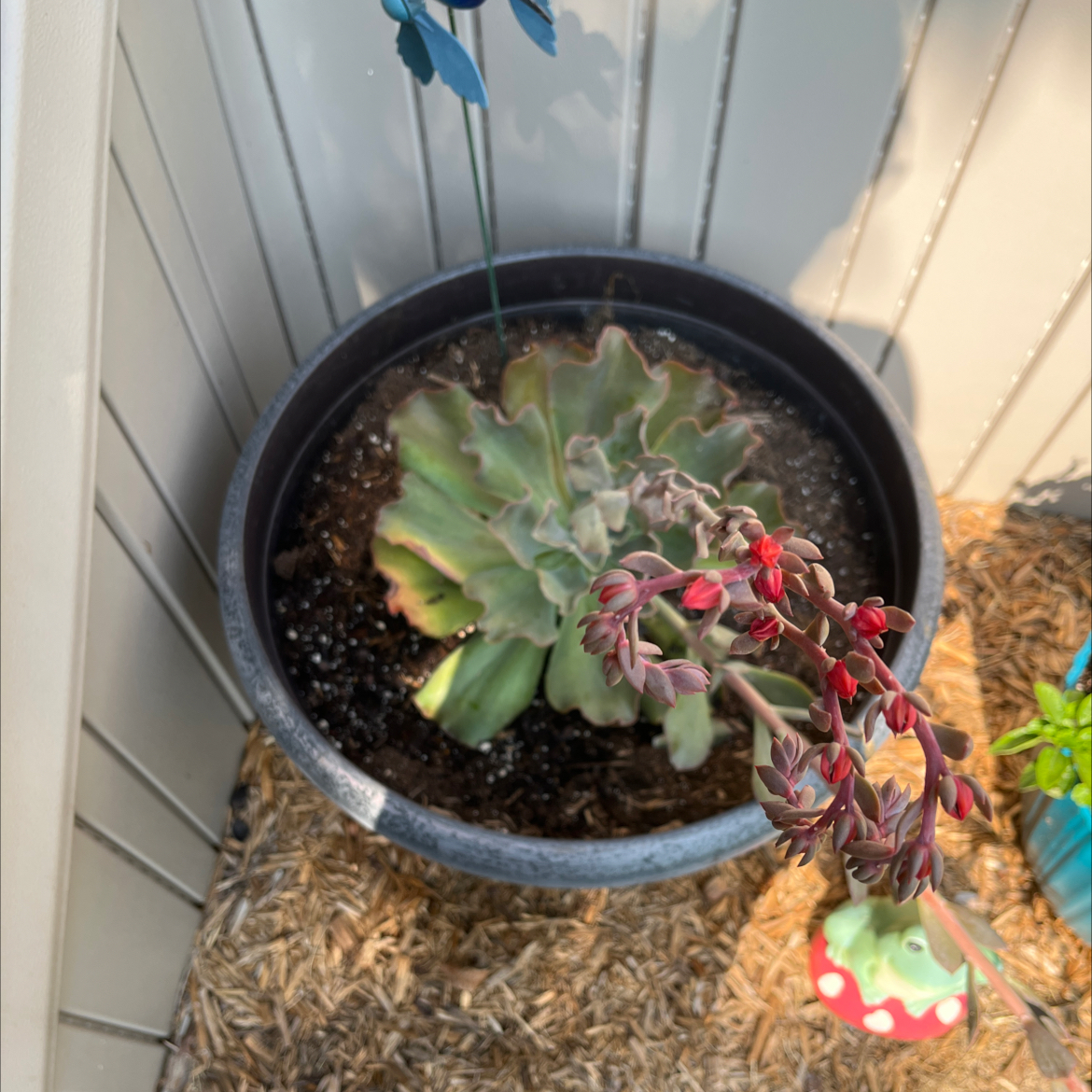 Photo of the plant species Violacina by @ChelbyG named Kennedy on Greg, the plant care app