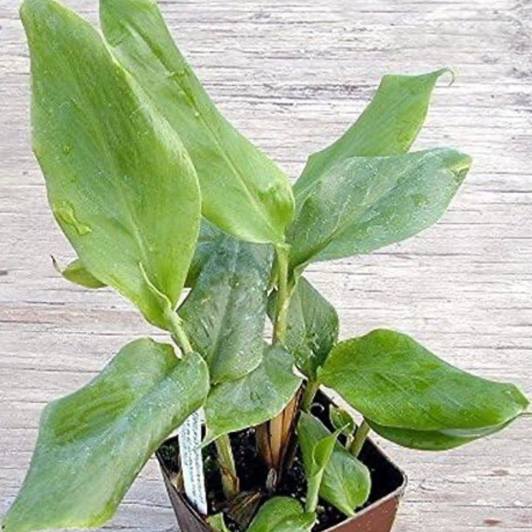 Photo of the plant species Elettaria Cardamomum by @BigwigNeem named Cardamommy on Greg, the plant care app