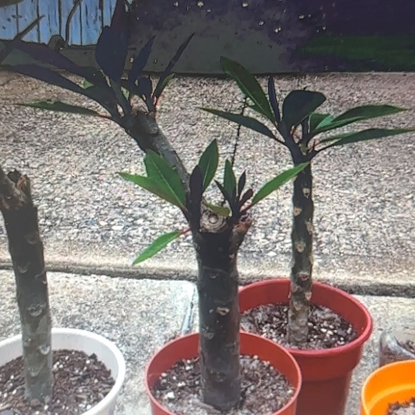 Photo of the plant species Plumeria alba by @BigwigNeem named Prince on Greg, the plant care app