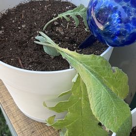 Photo of the plant species Globe artichoke by @GemLobsterclaws named Sonora on Greg, the plant care app