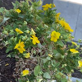 Photo of the plant species Common Yellow Monkeyflower by @SilkyMuskmallow named Tolkien on Greg, the plant care app