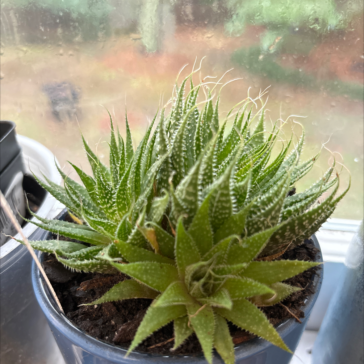 Photo of the plant species Haworthia-leaved Aloe by @LoyallyCaucalis named Nathaniel Haworthia on Greg, the plant care app