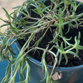 Photo of the plant species Iceplant by @BraveSpiralaloe named Messi on Greg, the plant care app