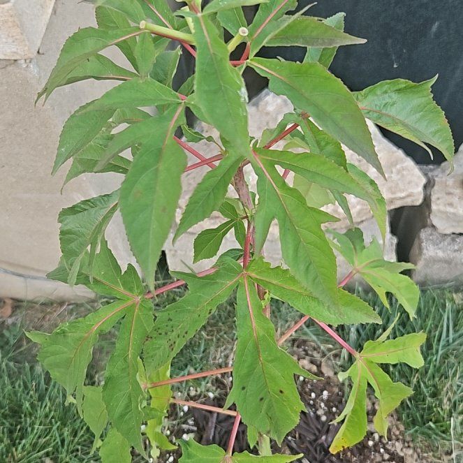 Photo of the plant species Swamp Rose Mallow by @PetPitchersage named Fernie Mercury on Greg, the plant care app