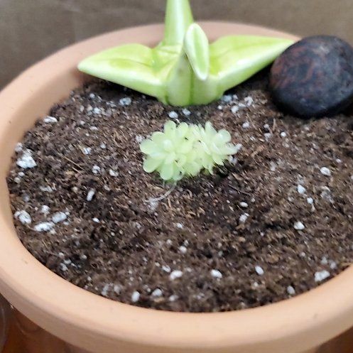 Photo of the plant species Pinguicula ehlersiae by @kayy named Sip on Greg, the plant care app