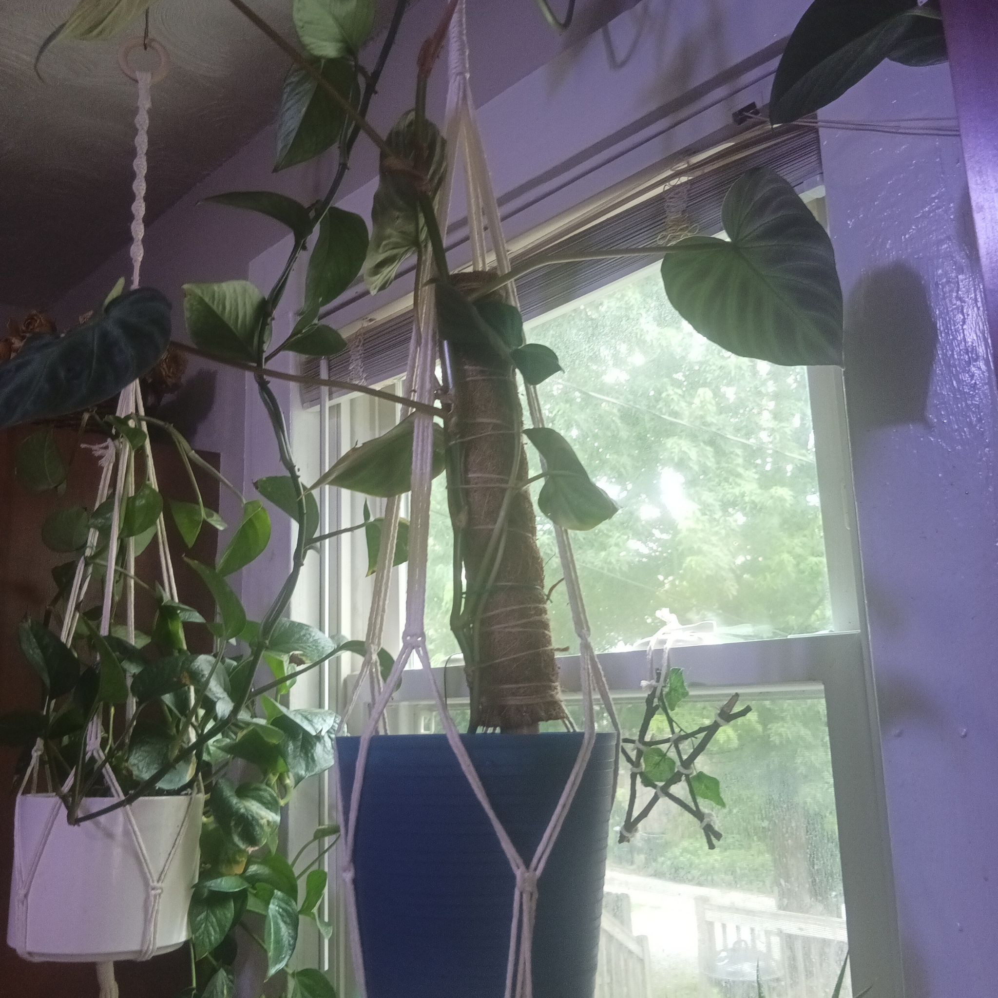 Photo of the plant species Philodendron verrucosum 'Amazon Sunset' by @MrsPoisonbean named Bella on Greg, the plant care app