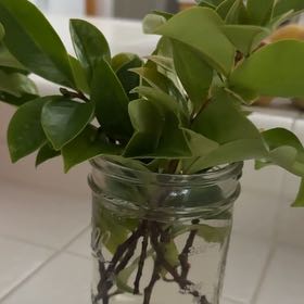 Photo of the plant species Banana shrub by @Magnofigogirl named Summer on Greg, the plant care app