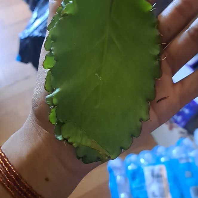 Photo of the plant species Miracle Leaf plant by @VipSpurgelaurel named Abundance babies on Greg, the plant care app