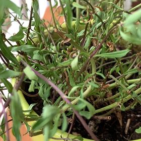 Photo of the plant species Anise by @ShinyTropical named Stella on Greg, the plant care app