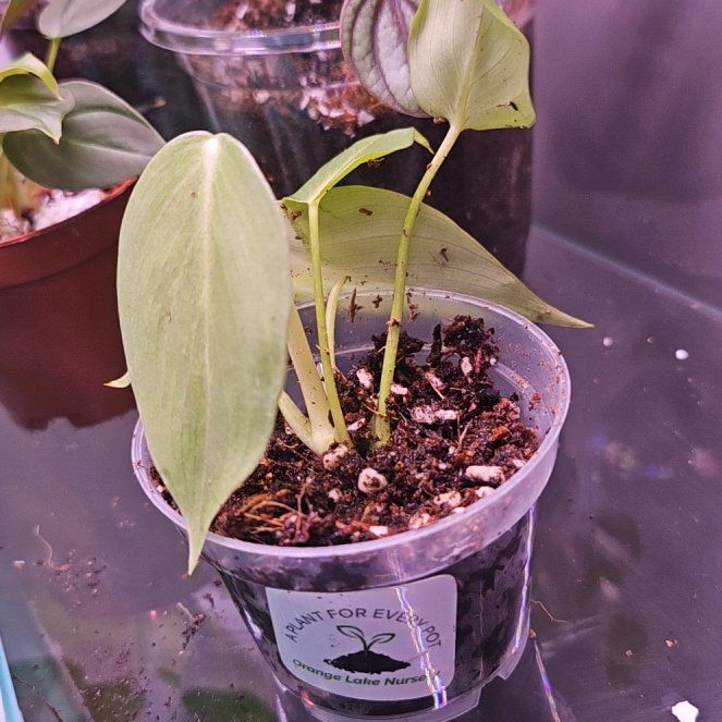 Photo of the plant species Philodendron verrucosum 'J.C.L.' by @StarOrangejelly named Girlfrond on Greg, the plant care app