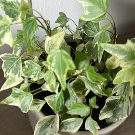 Photo of the plant species Varigated English Ivy by @QuickSilvergum named Austen on Greg, the plant care app