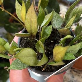 Photo of the plant species Hoya Lacunosa 'Louisa's Silver' by @MarkedUngnadia named autumn blush on Greg, the plant care app