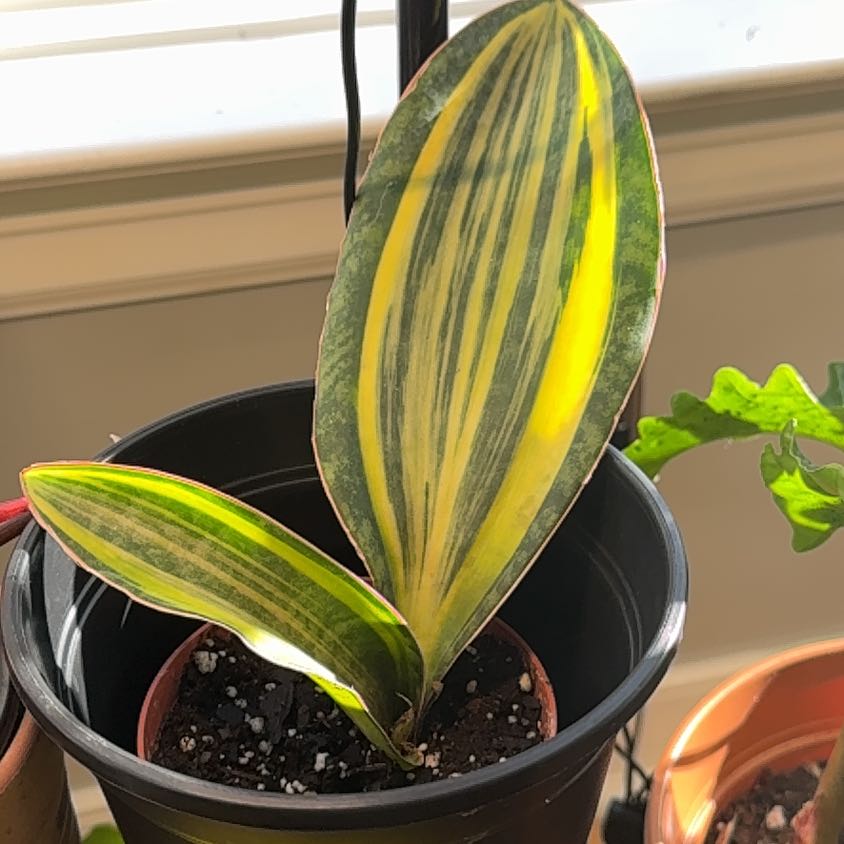 Plant care for Black Sword on Greg, the plant care app
