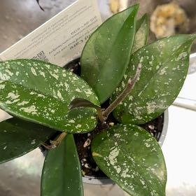 Photo of the plant species Stardust Hoya Carnosa by @MarkedUngnadia named Harper on Greg, the plant care app