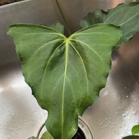 Photo of the plant species Delta Force Anthurium by @MarkedUngnadia named Forrest on Greg, the plant care app