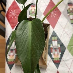 Photo of the plant species Burle Marx Flame Monstera by @MarkedUngnadia named Oscar on Greg, the plant care app