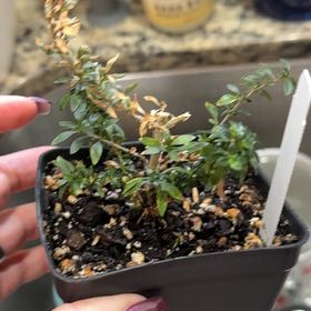 Photo of the plant species Kyoto Serissa by @MarkedUngnadia named Captain Plant-it on Greg, the plant care app