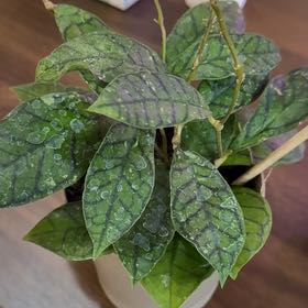 Photo of the plant species Hoya ranauensis by @MarkedUngnadia named Messi on Greg, the plant care app