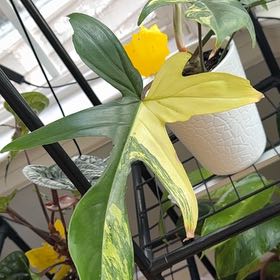 Photo of the plant species Florida Beauty by @MarkedUngnadia named Navajo on Greg, the plant care app
