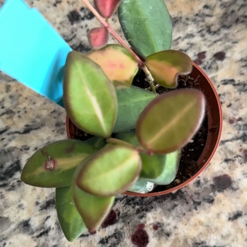 Photo of the plant species Hoya 'Burtoniae' by @MarkedUngnadia named Navajo on Greg, the plant care app