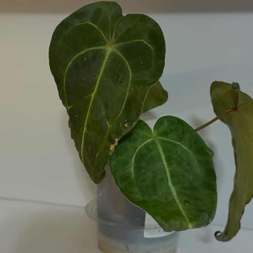 Photo of the plant species Anthurium forgetii by @MarkedUngnadia named Hamilton on Greg, the plant care app