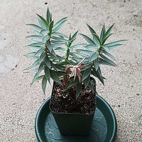 Photo of the plant species Gopher Plant by @StylishCidergum named Mando on Greg, the plant care app