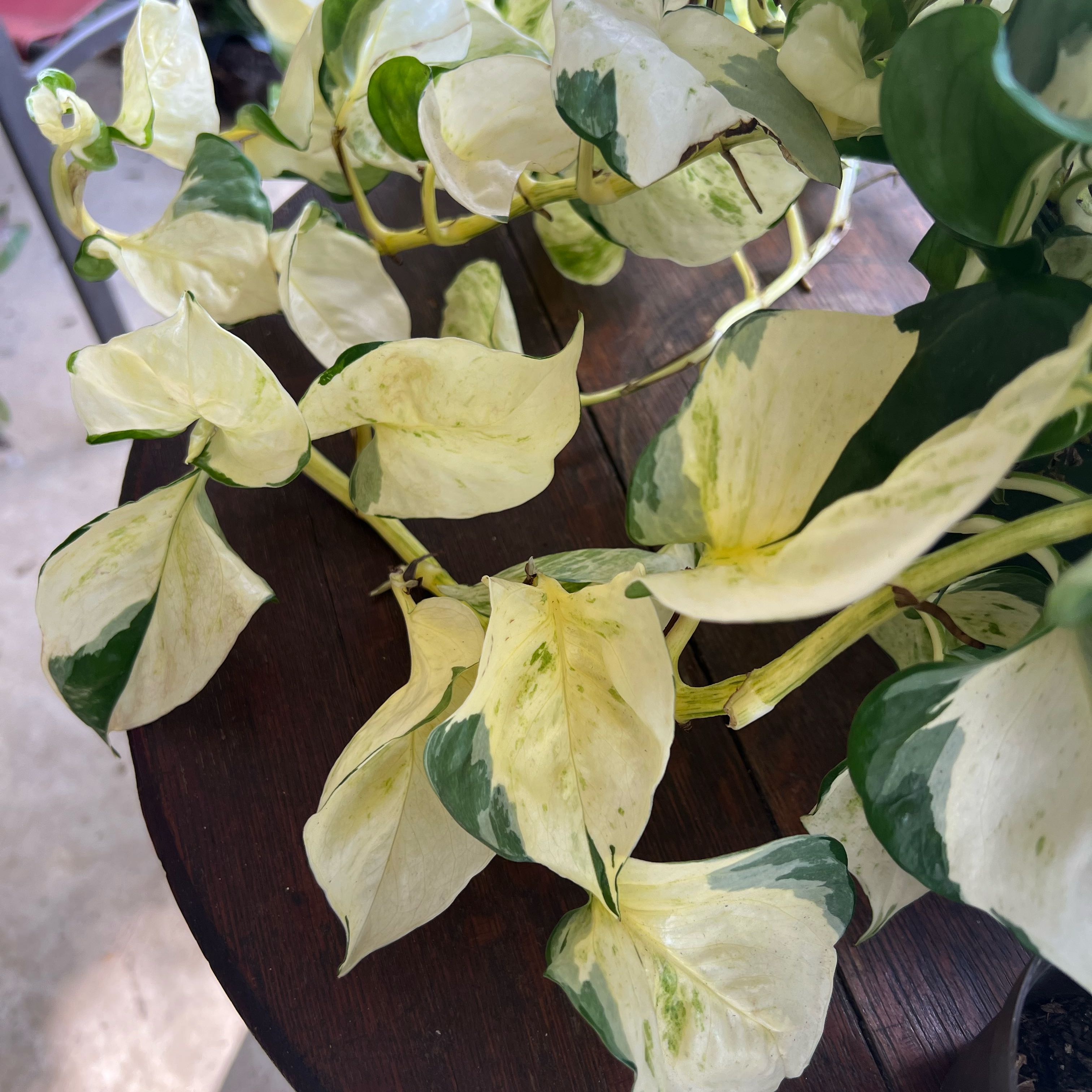 Photo of the plant species Harlequin Pothos by @LoyalAirpotato named Miley on Greg, the plant care app