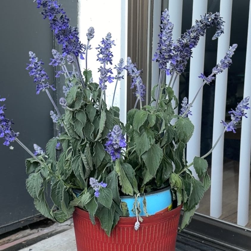 Photo of the plant species Mealycup Sage by @KeenRedhotpoker named Sherlock on Greg, the plant care app