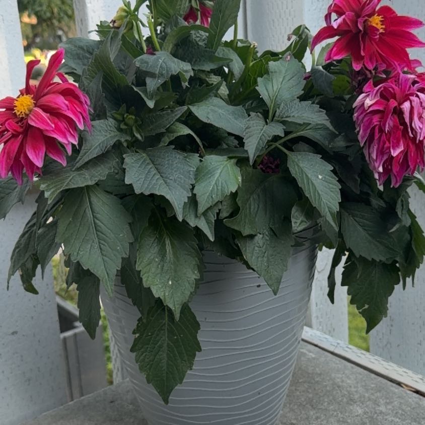 Photo of the plant species Garden Dahlia by @KeenRedhotpoker named McKinley on Greg, the plant care app