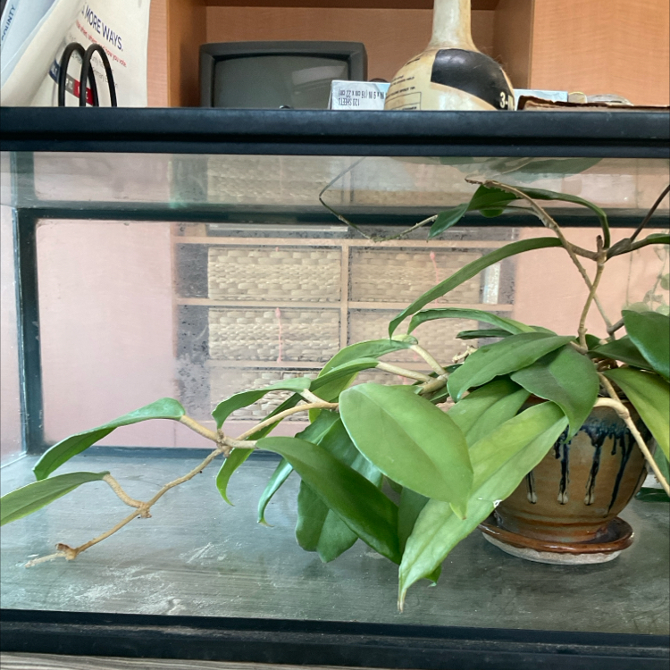 Photo of the plant species Hoya Eclipse by @LordWildflower named Pax on Greg, the plant care app