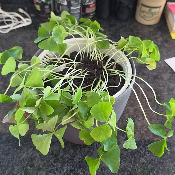 Photo of the plant species Green Shamrock by @MentorWhiterata named Nemo on Greg, the plant care app
