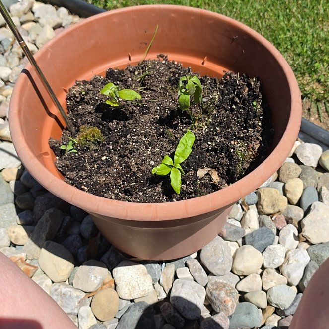 Photo of the plant species Oak Tree by @MentorWhiterata named Mollie on Greg, the plant care app