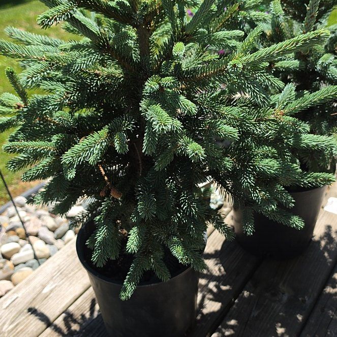 Photo of the plant species Norway Spruce by @MentorWhiterata named Pax on Greg, the plant care app