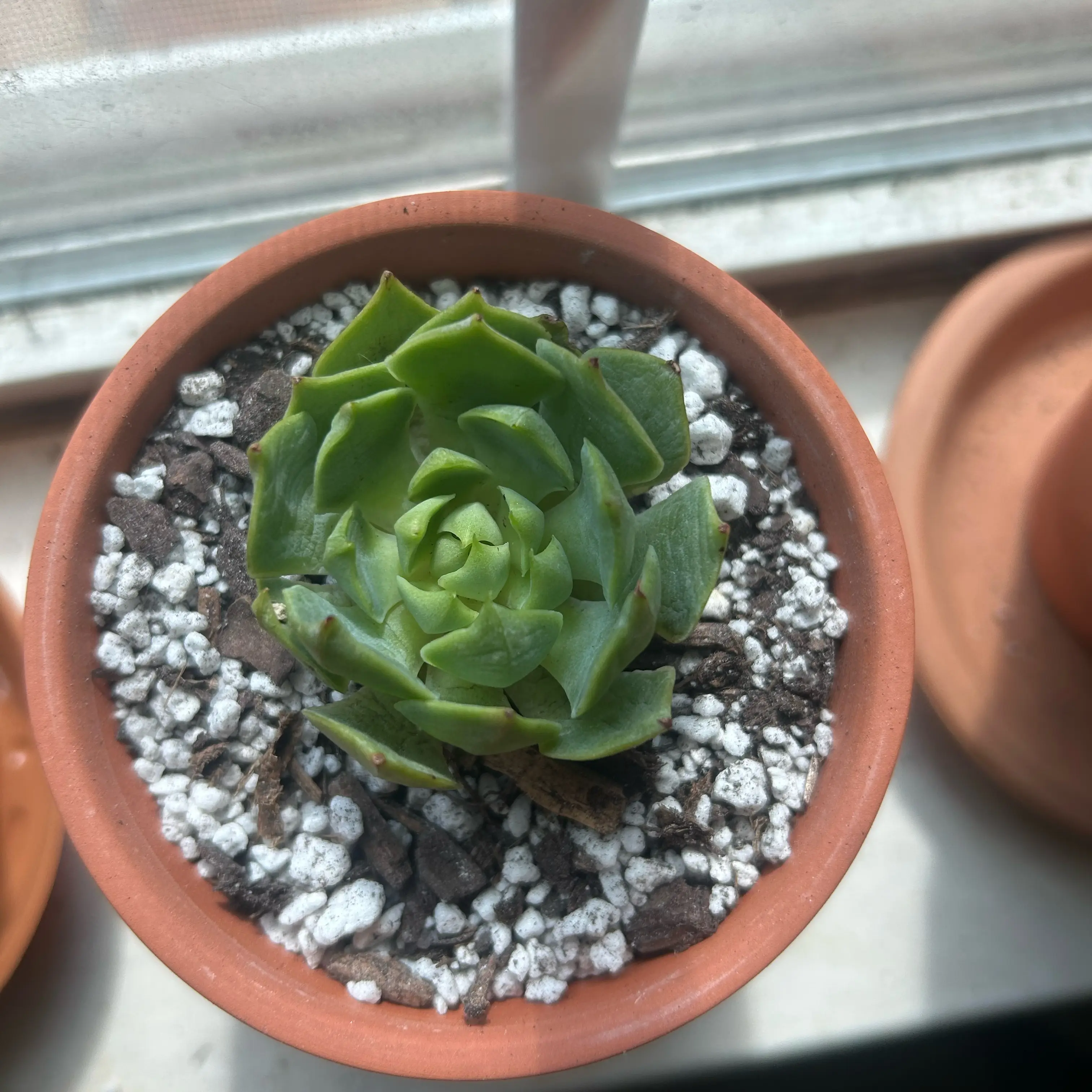 Photo of the plant species Echeveria Ramillette by @Shiddens named Ferōx on Greg, the plant care app