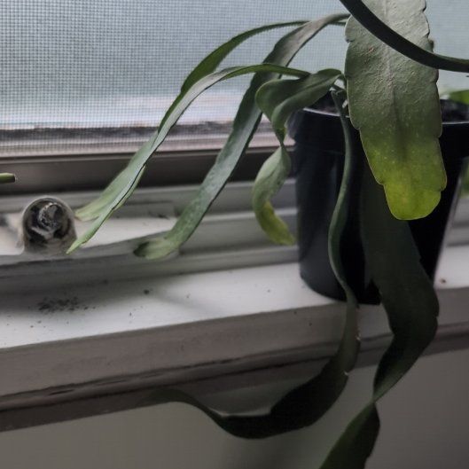Photo of the plant species Red Mistletoe by @GlossyCurlyjade named Girlfrond on Greg, the plant care app