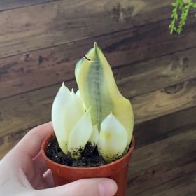 Photo of the plant species Koi Fin Snake Plant by @Elk named Nemo on Greg, the plant care app