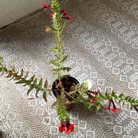 Photo of the plant species Cuphea by @YiftCrapemyrtle named Kylie on Greg, the plant care app