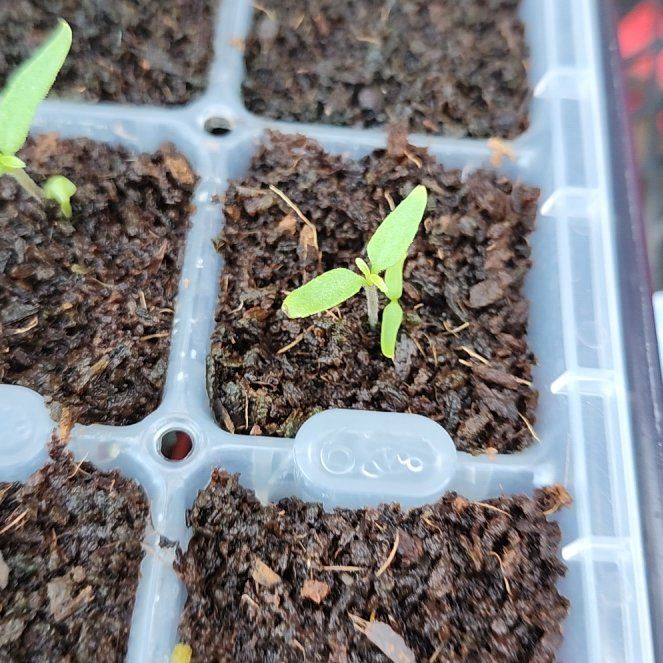 Photo of the plant species Tomatillo by @DollGiantreed named Maya on Greg, the plant care app