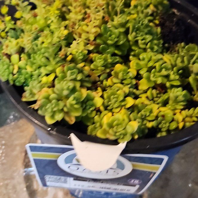Photo of the plant species Aeonium 'Irish Bouquet' by @DollGiantreed named McKinley on Greg, the plant care app