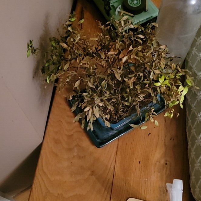Photo of the plant species Japanese Holly by @HeadFoxtailfern named Bono on Greg, the plant care app