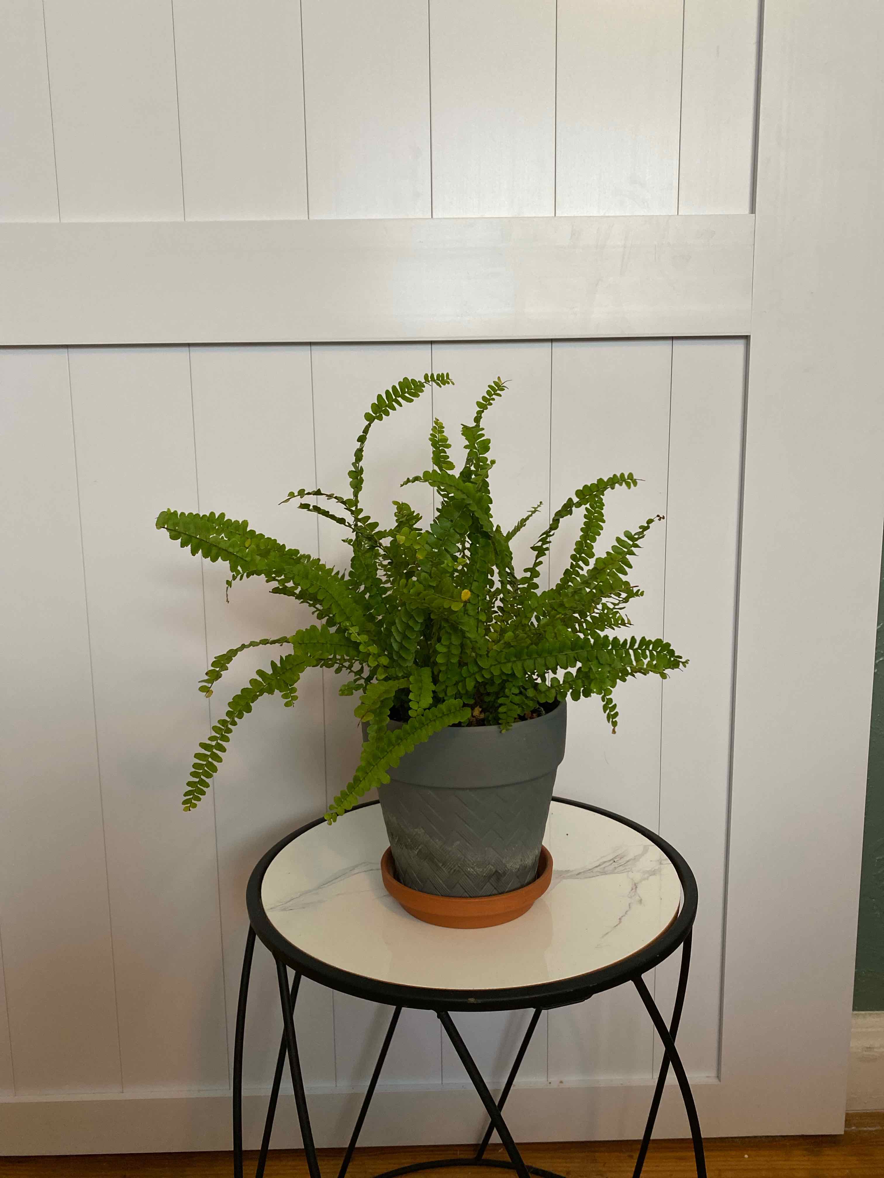 Plant care for Boston Fern on Greg, the plant care app