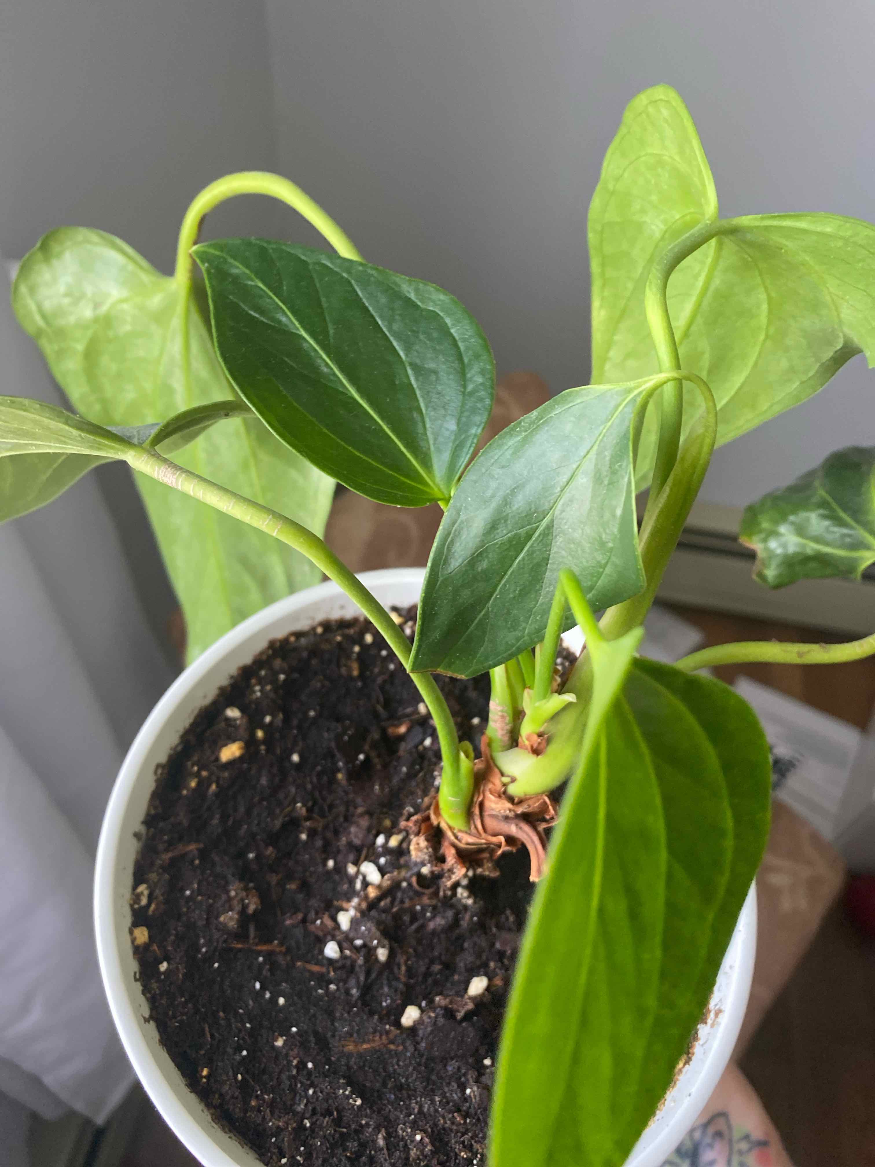 Anthurium 'Queen of Hearts' plant in a white pot with visible soil and healthy green leaves.