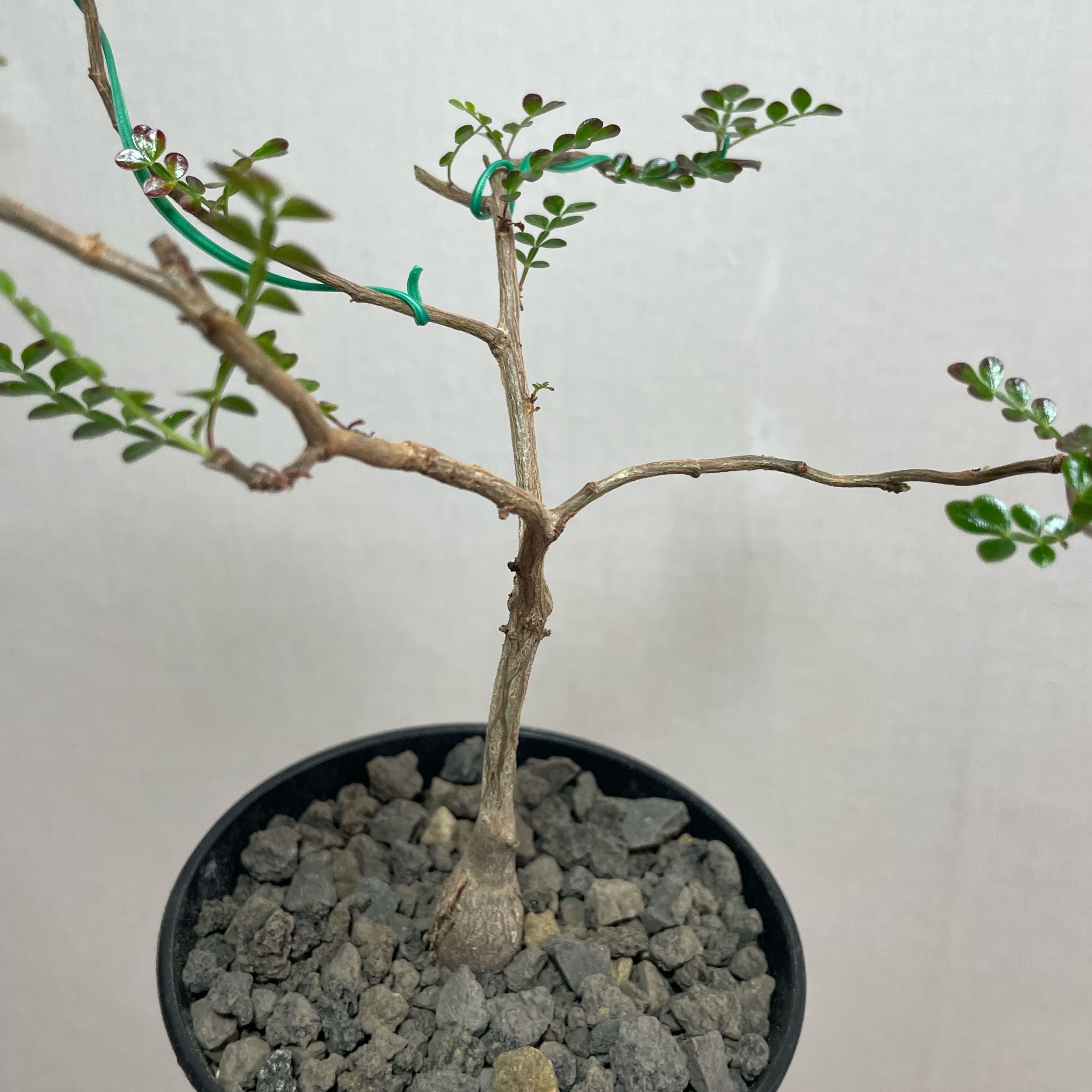 Photo of the plant species Pachypus by @TangibleAlfalfa named Austen on Greg, the plant care app